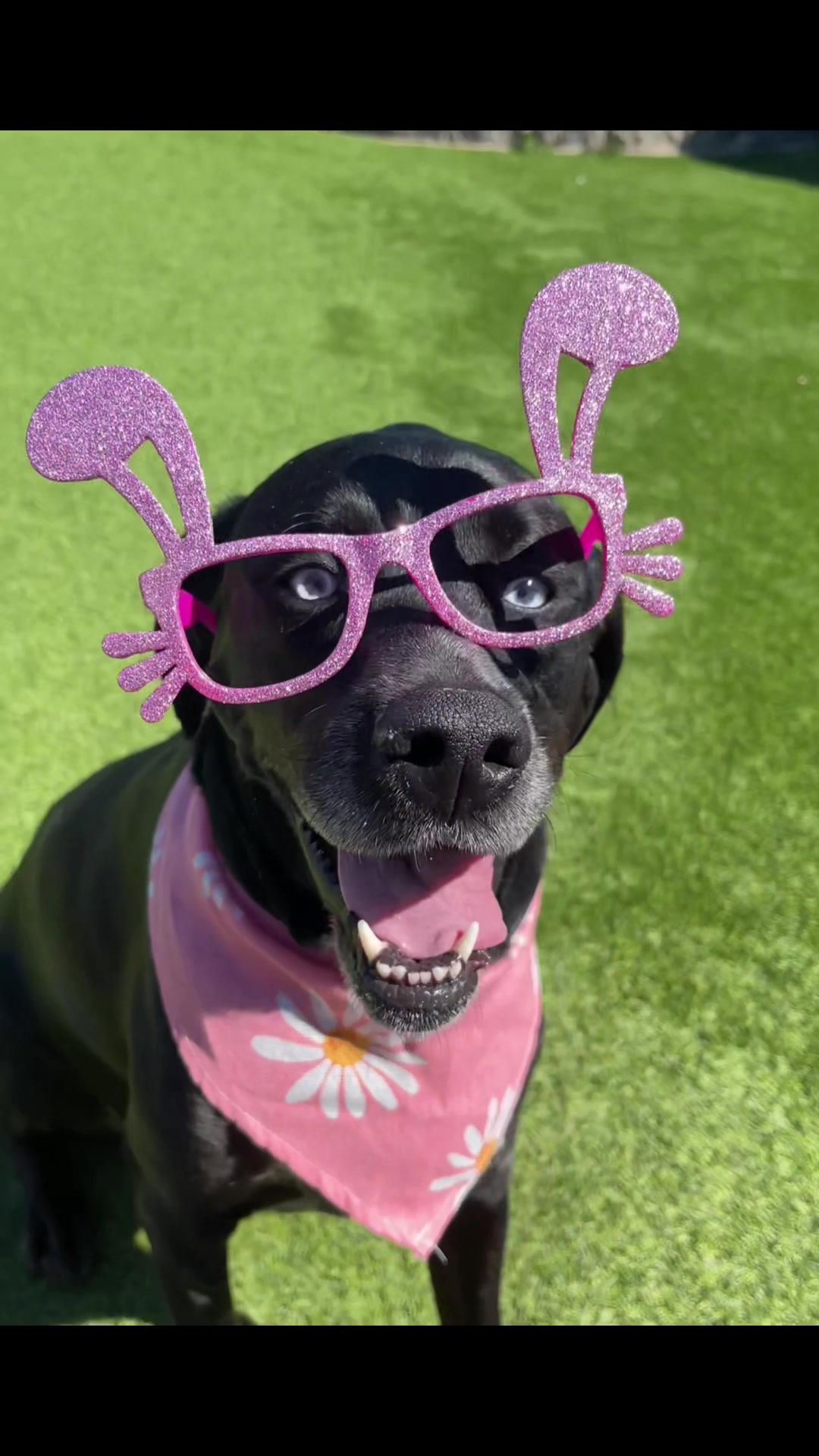 @FurEver Loving Care 🐾(Andrea)