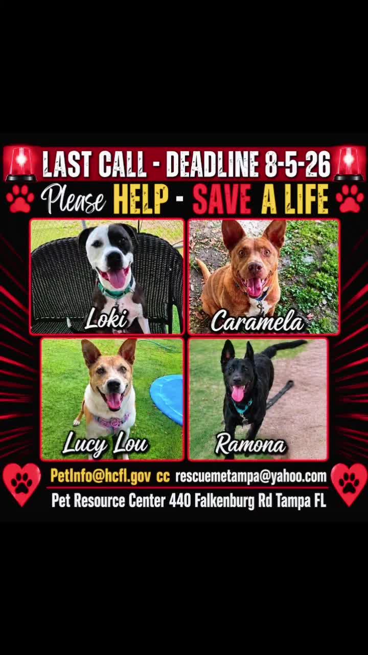 @RescueMeTampa-ShelterDogs