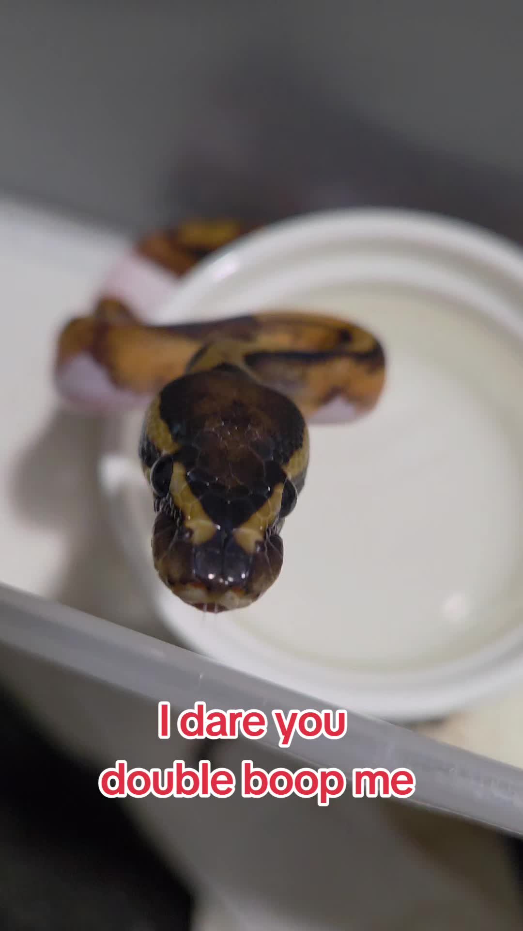 @Rikers Reptiles