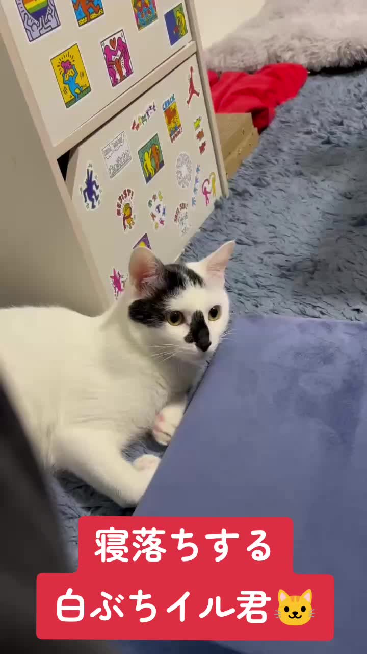 @白ぶちイル君🐱キジトラエル君