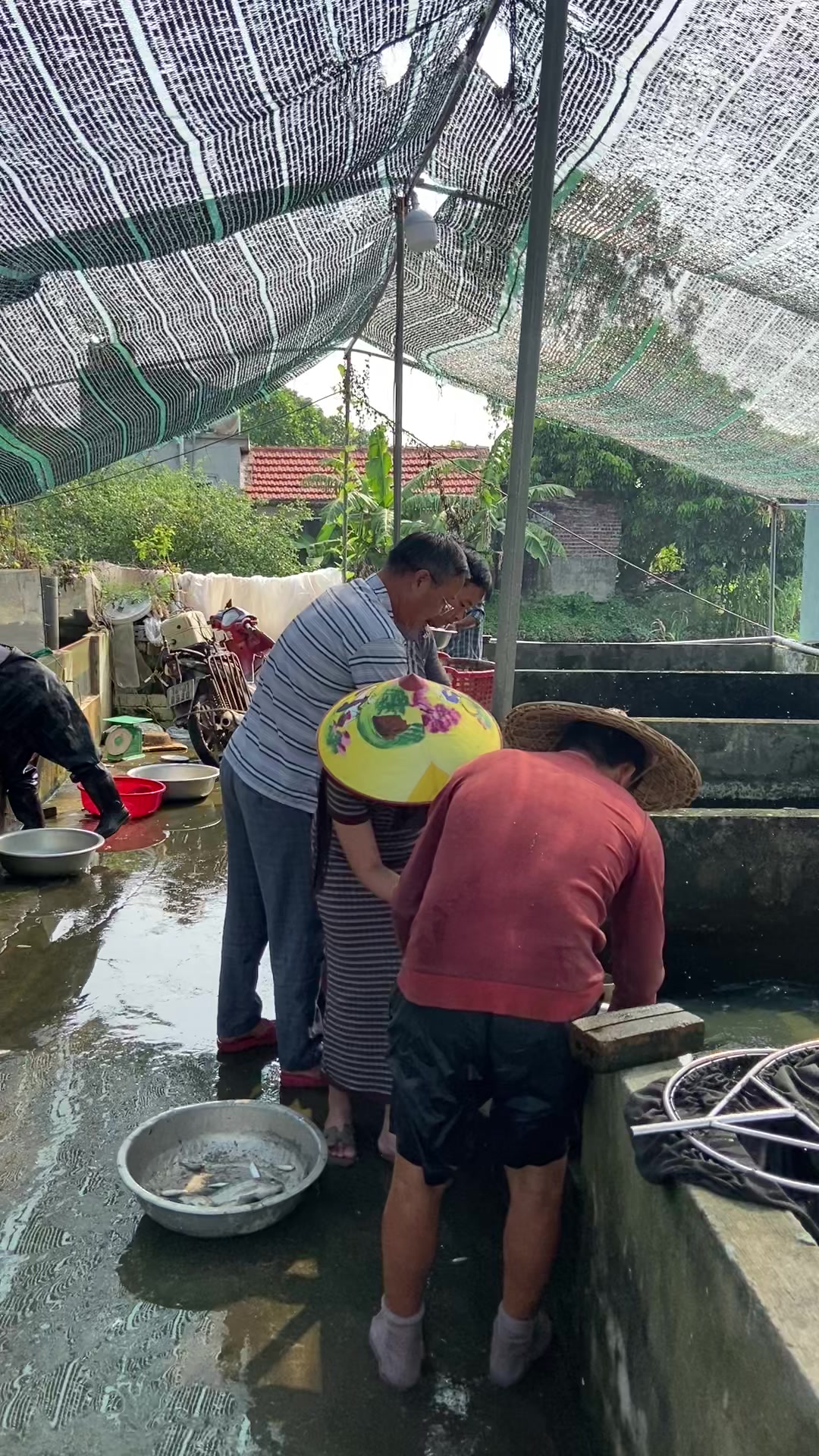 @Trại Cá Giống Quang Lâm
