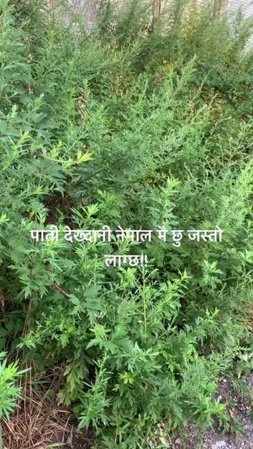 @userbaralpaudel