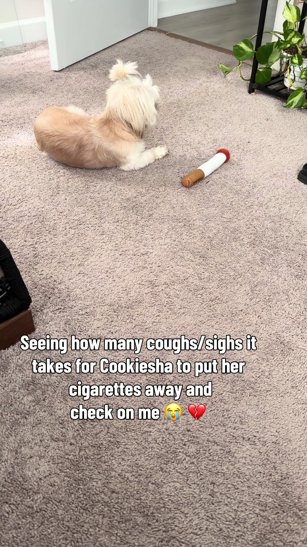 @nitaandcookiesha