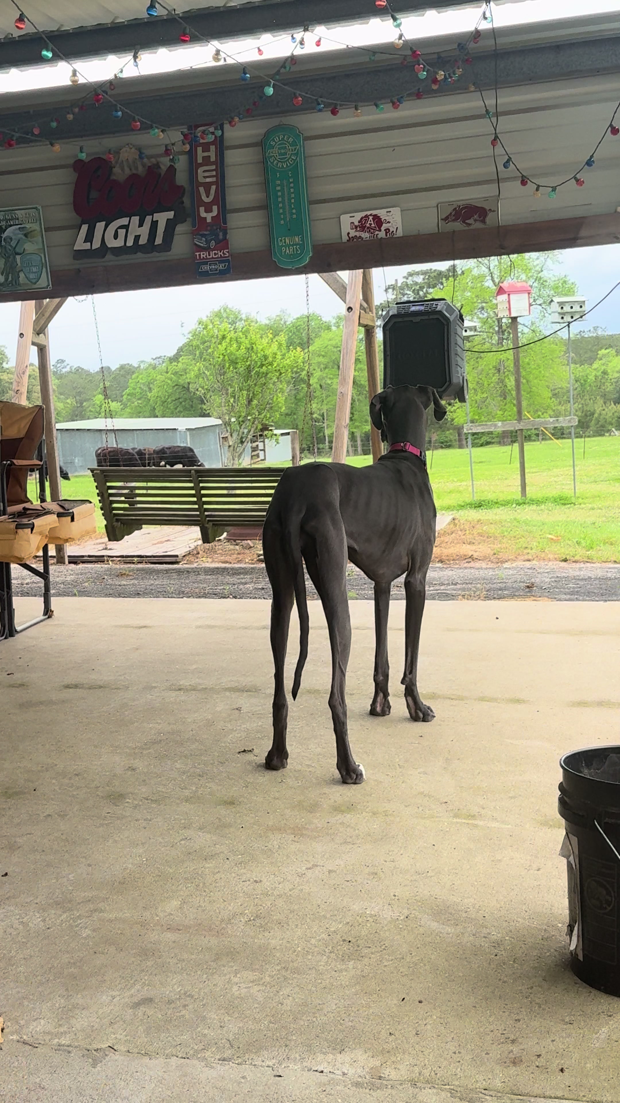 @janethegreatdane
