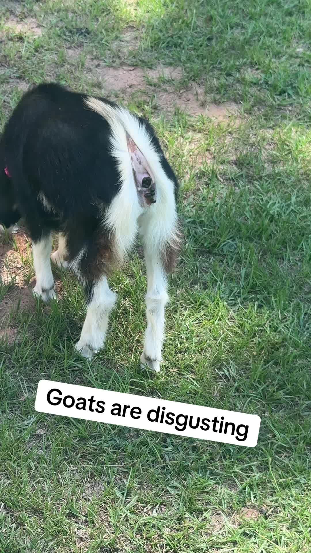 @RastaKountryDream