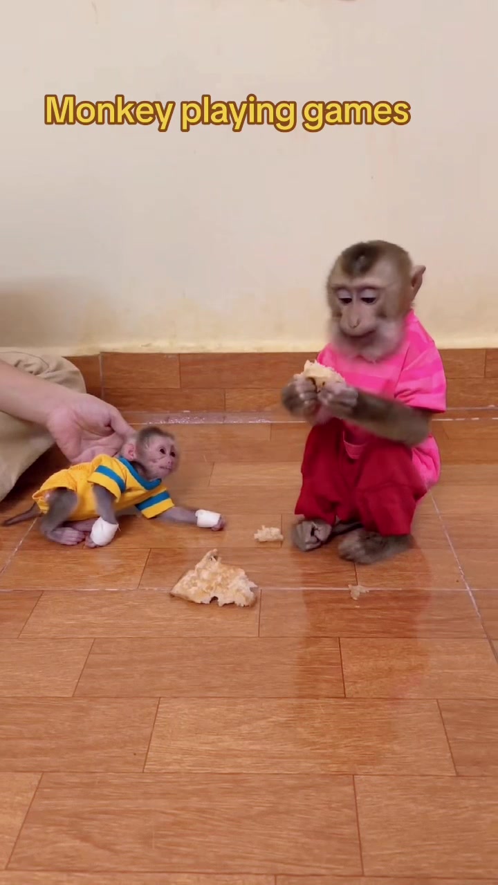 @Baby Monkey Rescue