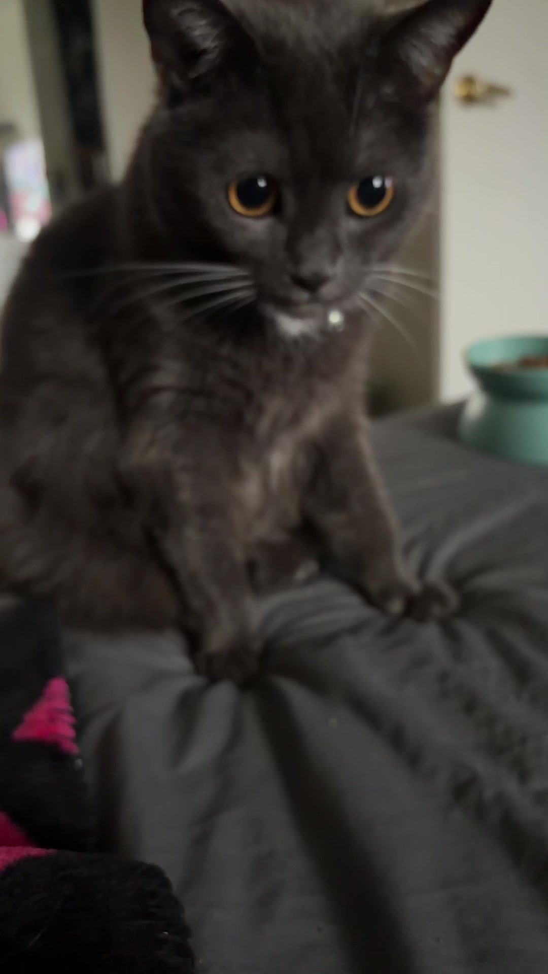 @zeldathecutecat