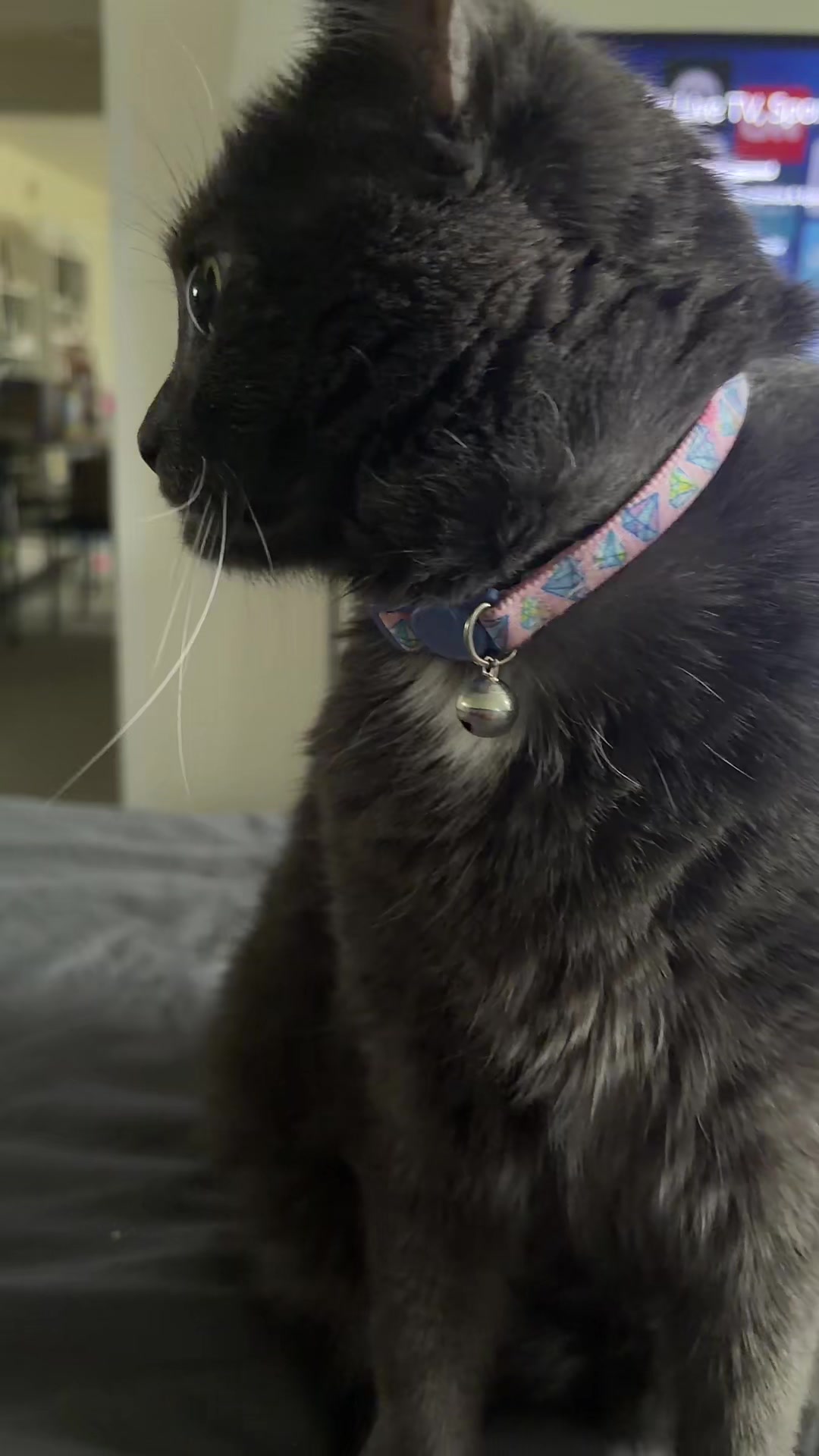 @zeldathecutecat