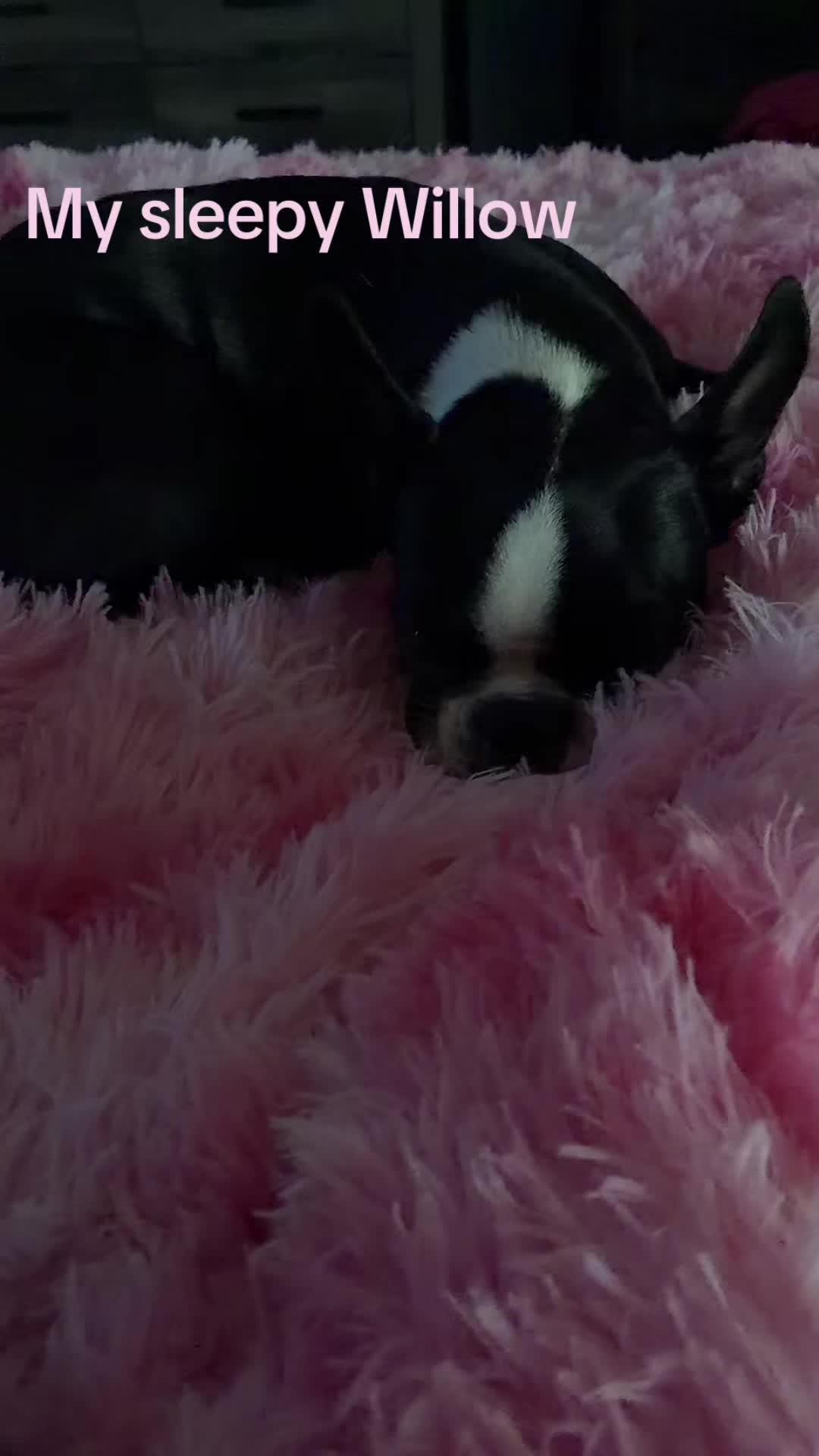 @bostonterrier7