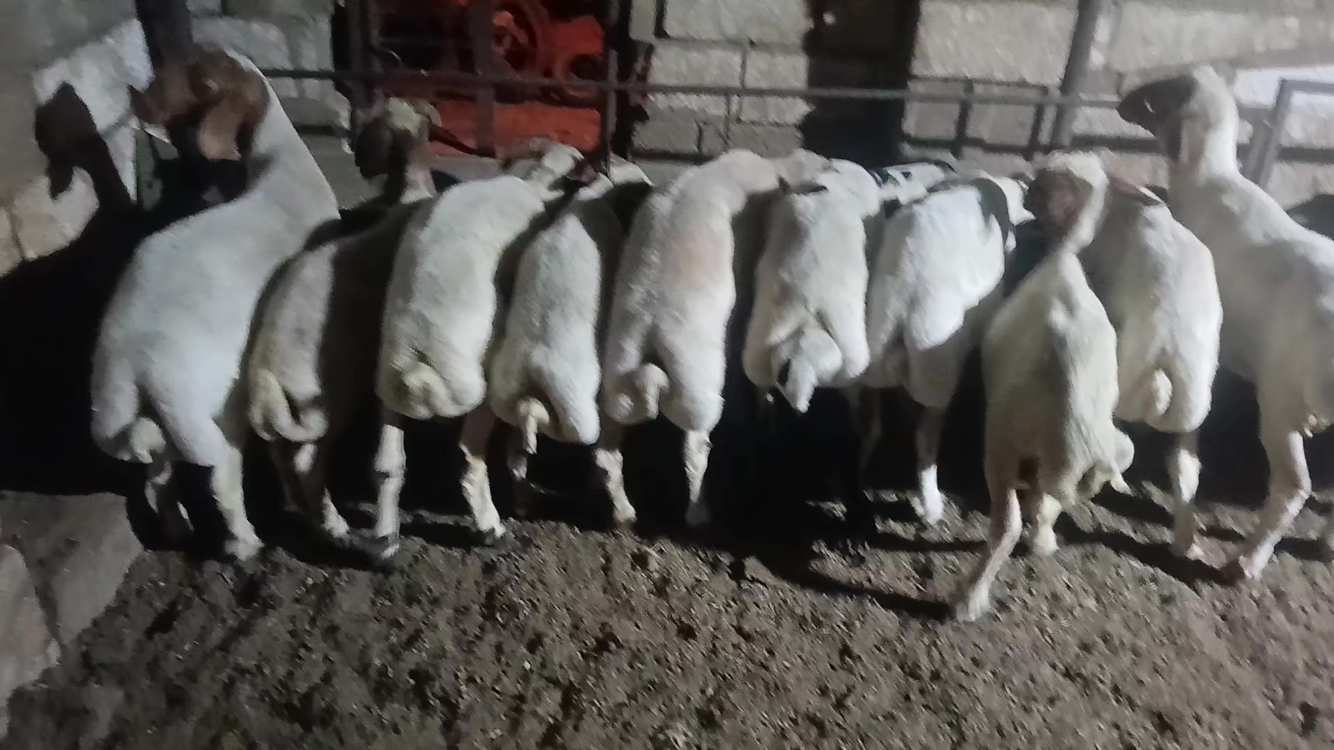 @Hamit &Ccedil;omruk