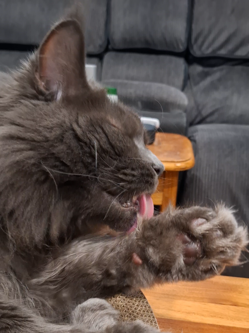 @Ragnar the Maine Coon 🐈