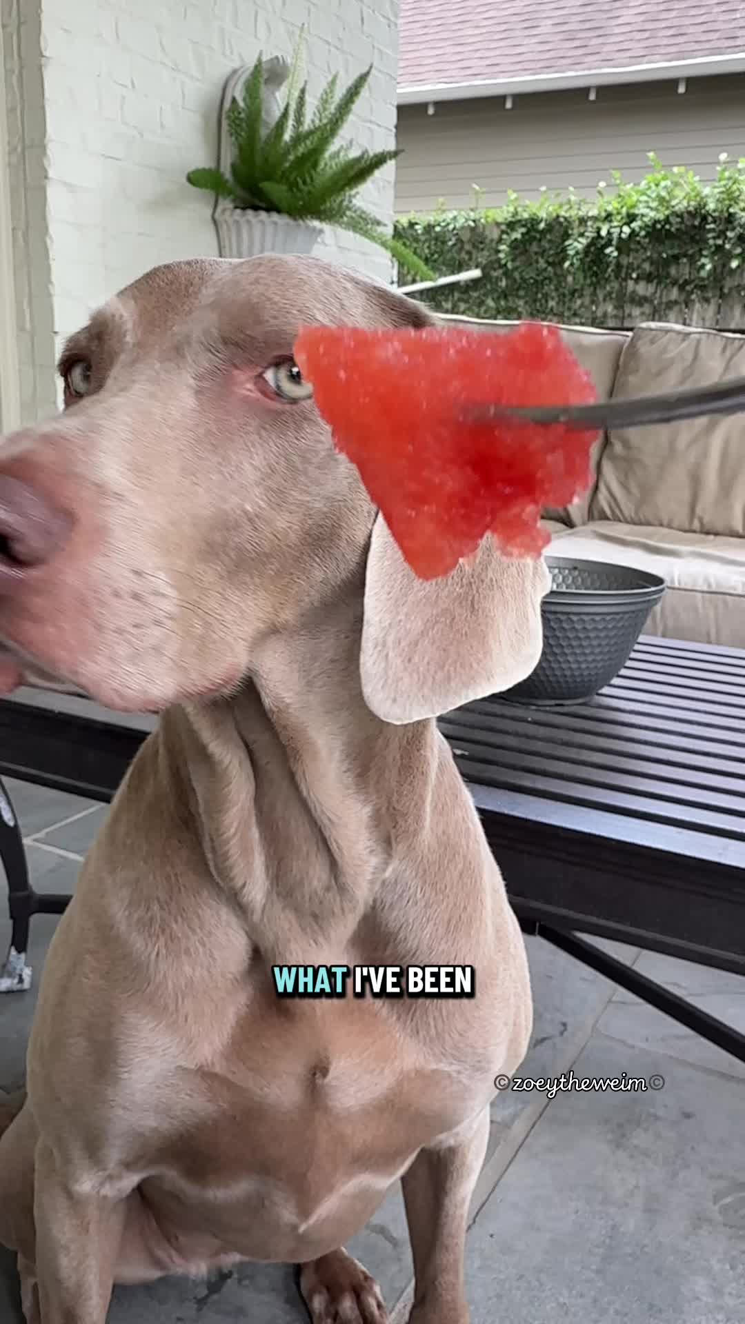 @Zoey the Weim