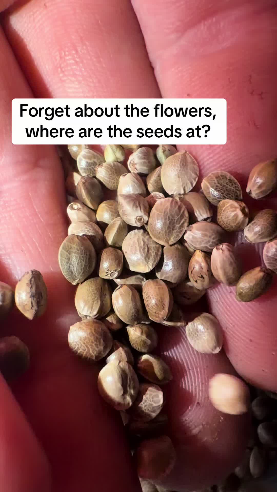 @SEEDTIVA
