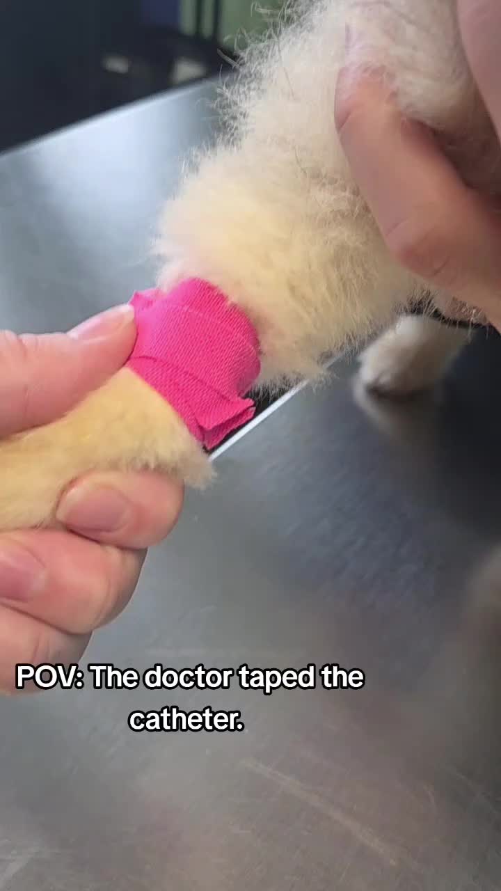 @Chateau Dog & Cat Hospital