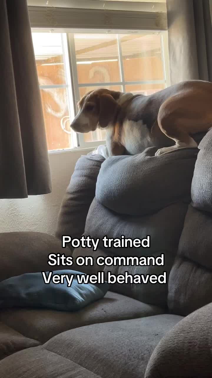 @Adventures of sky the beagle
