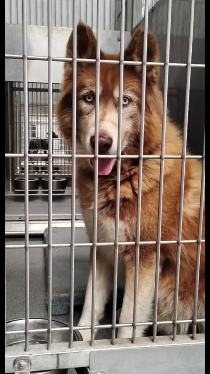 @Saving Mastiffs