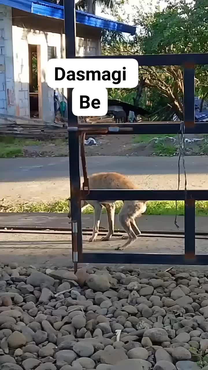 @🐷 ɴᴏᴇʟ 🐷