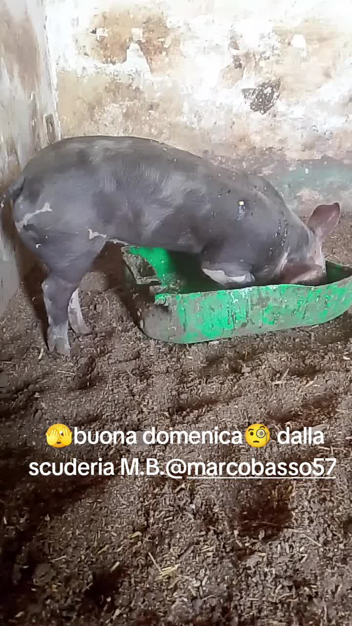@Stefano Zagara