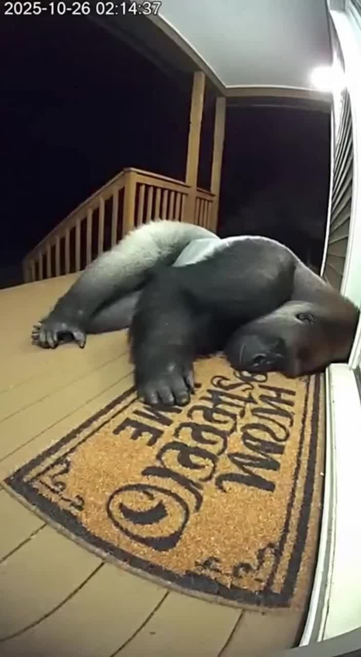 @Animal Stories