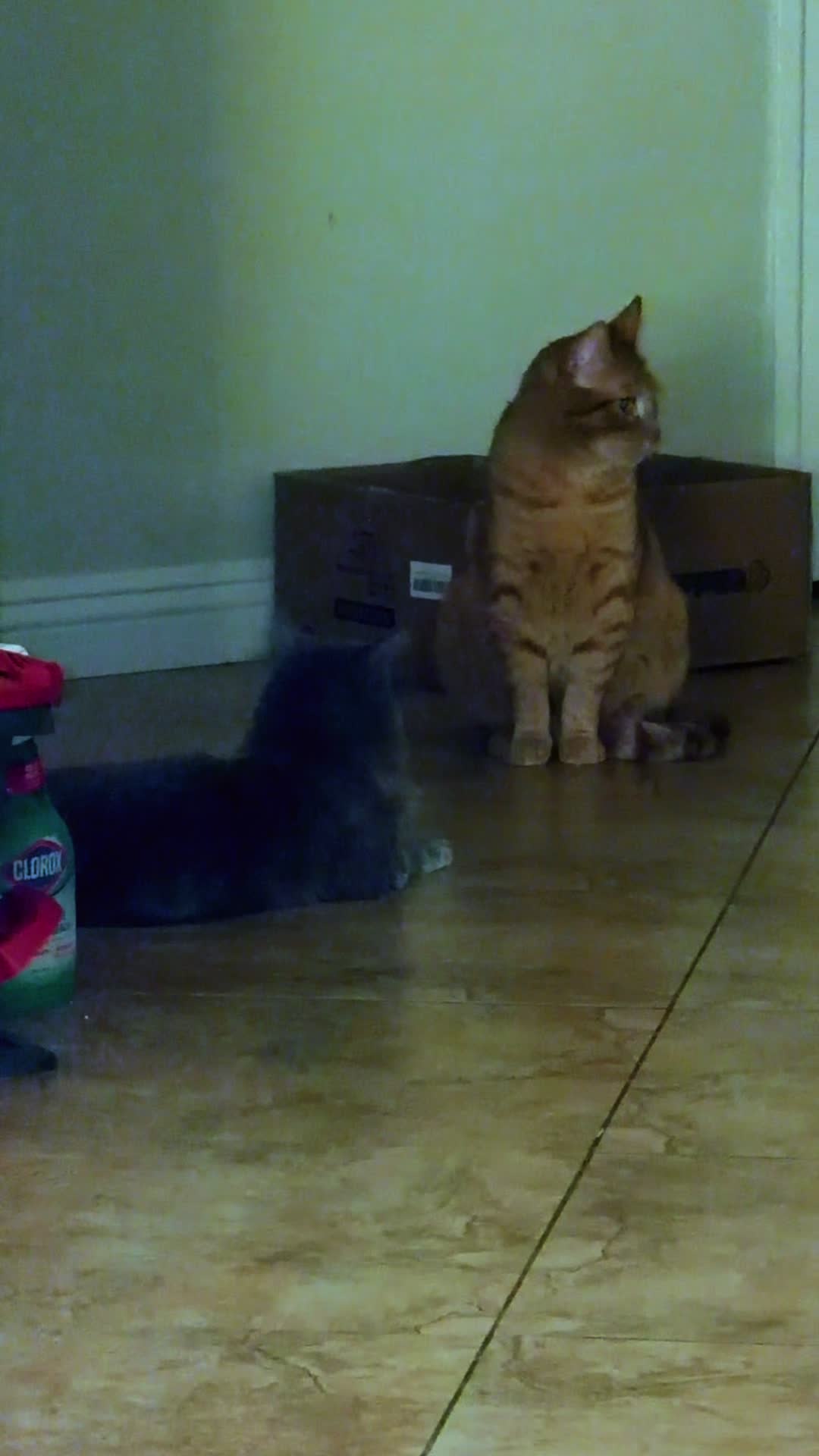 @Chiquito, Coco and the cat