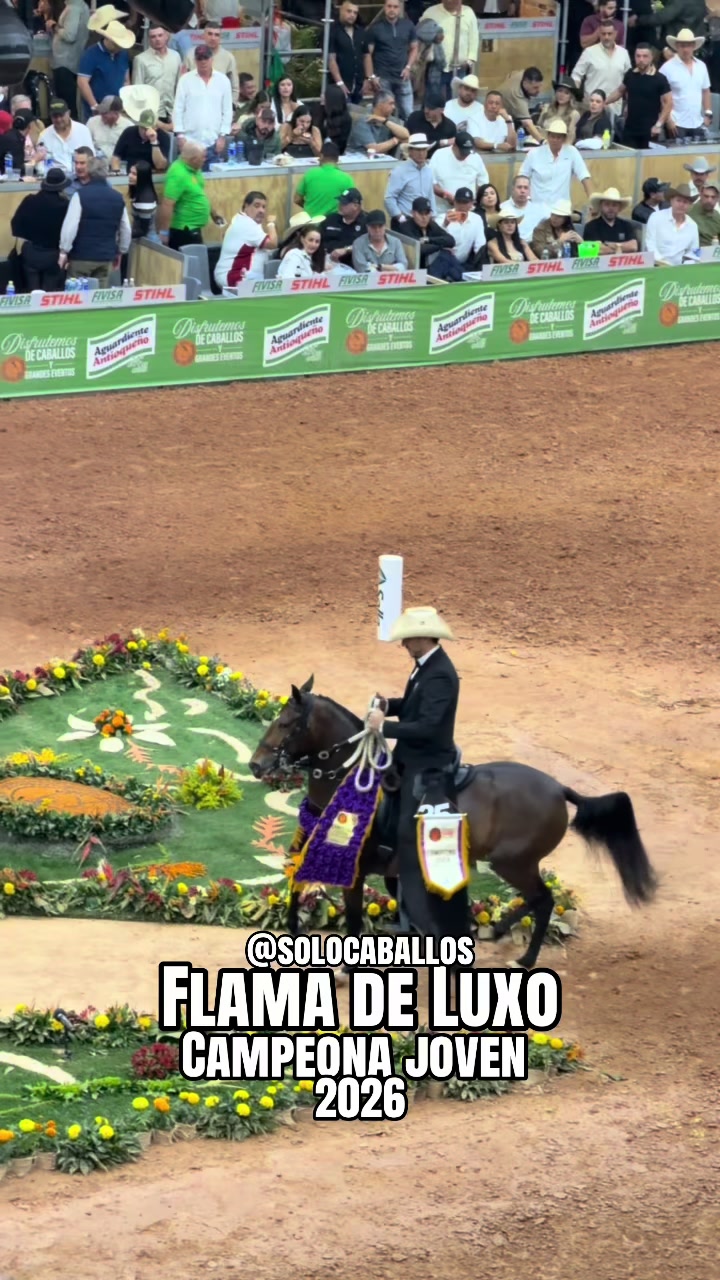 @Solo Caballos