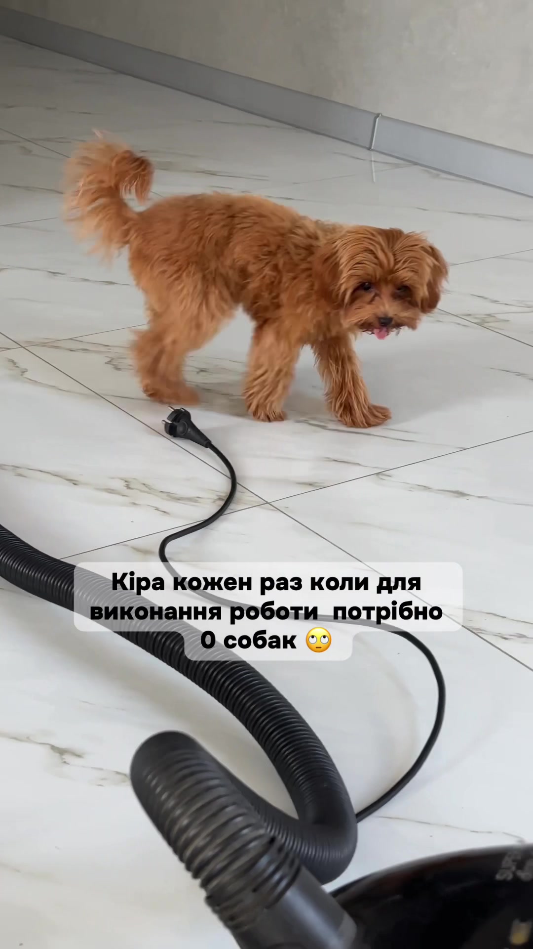 @Мальтипух Кіра