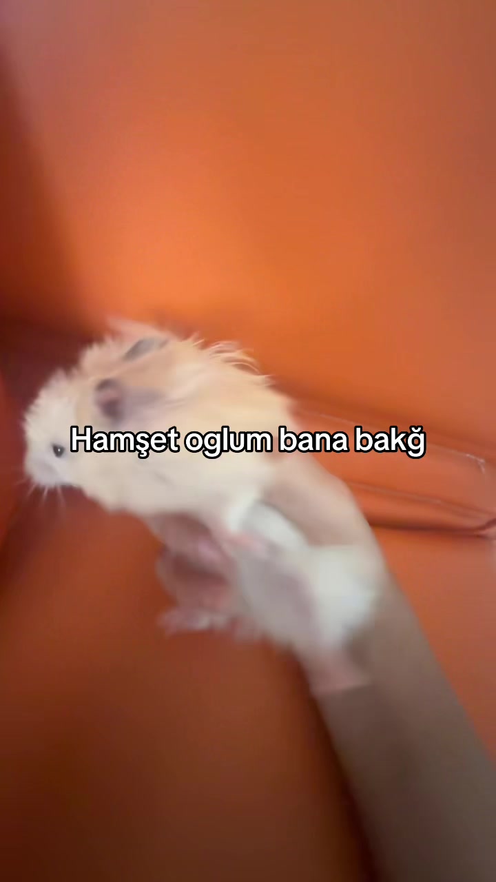 @ঞじòぴé zerya ઈଓᦗ࿐