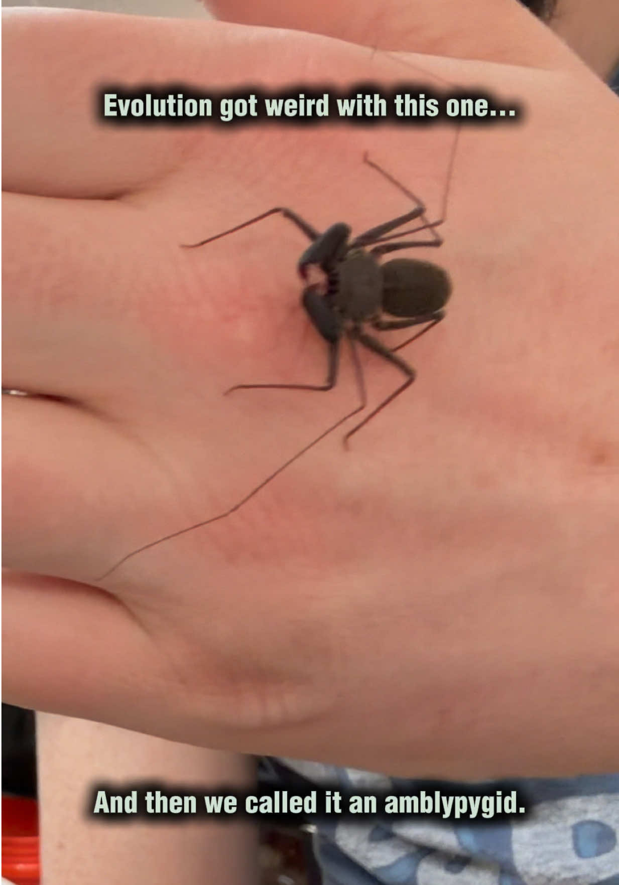 @Spider Conservatory