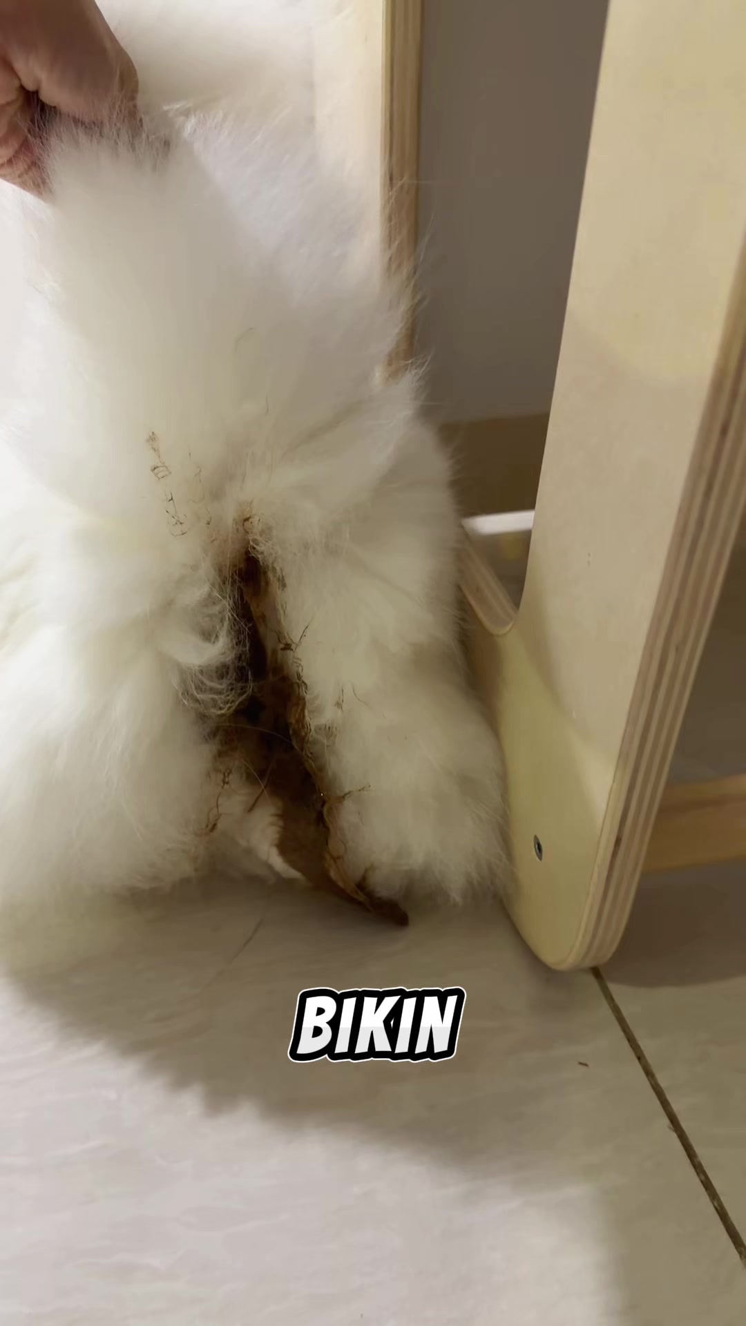 @nekokeikochan