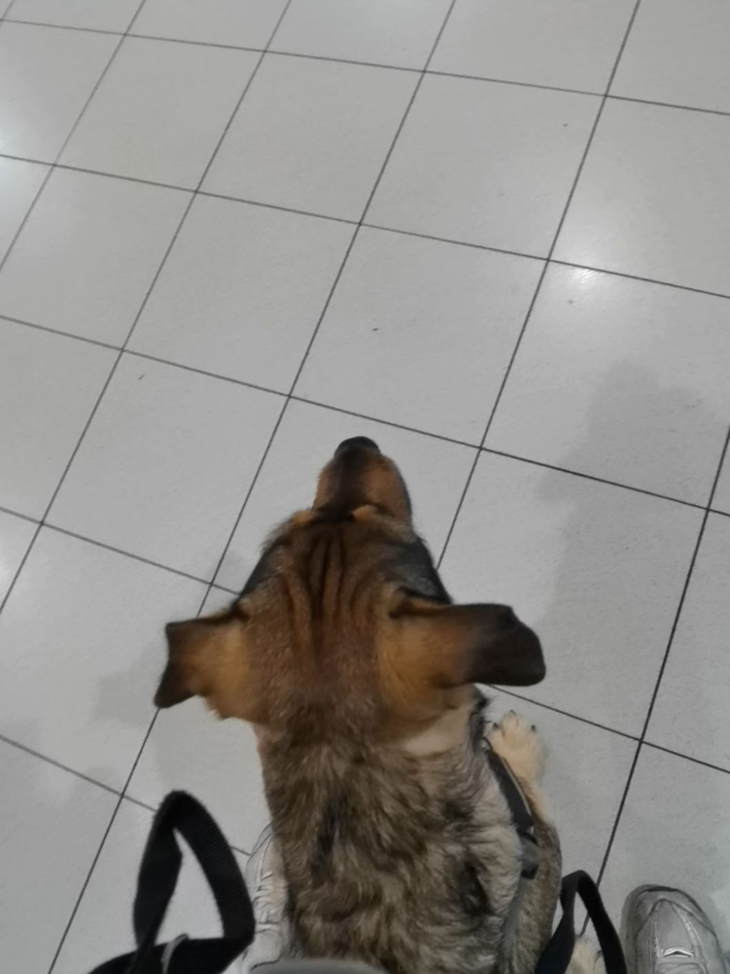 @Ares🐕🐾