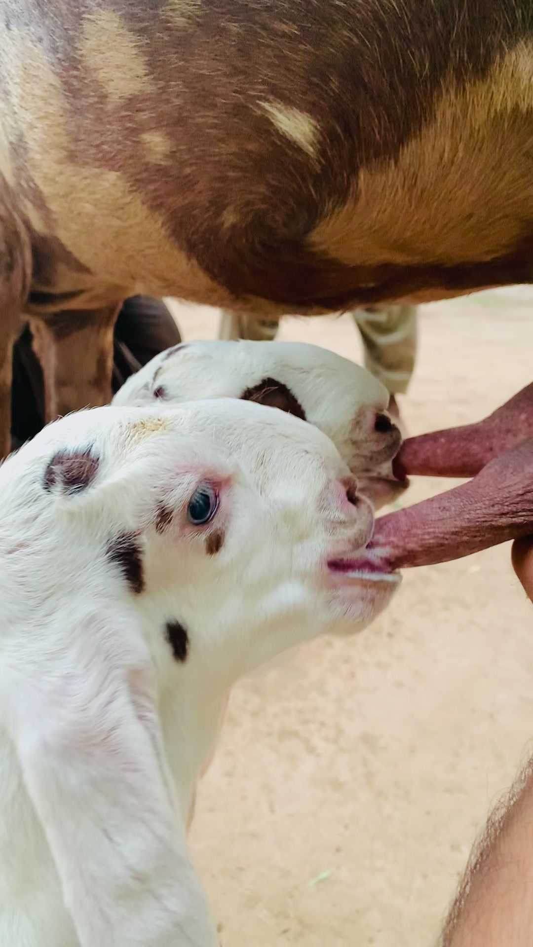 @Ayyan goat