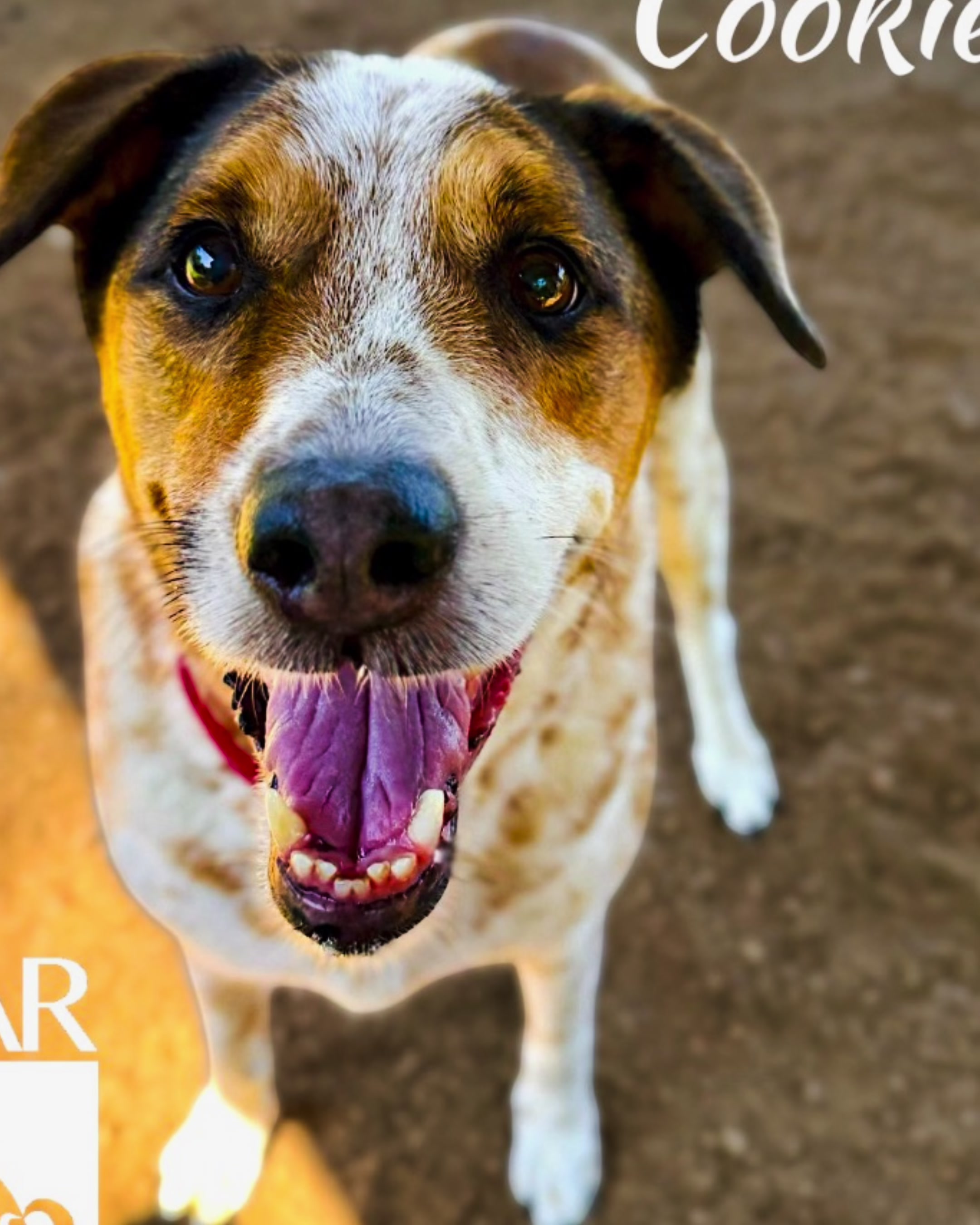 @AbandonedAnimalRescue
