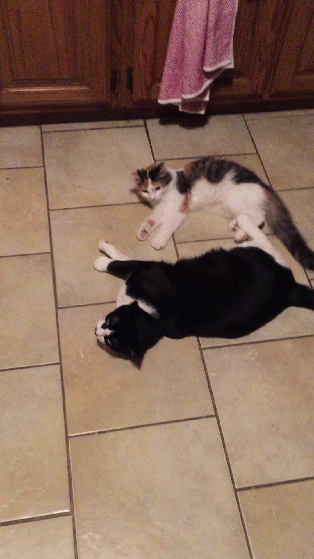 @MrAnimalRescuer