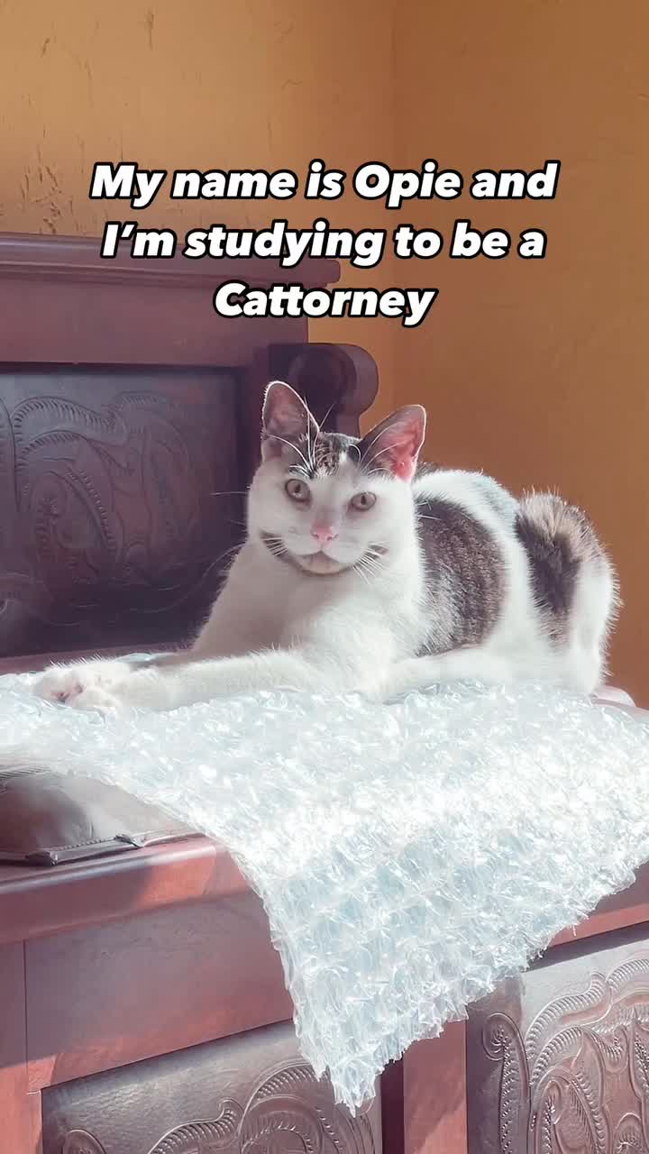 @Seamus the Scottish Fold