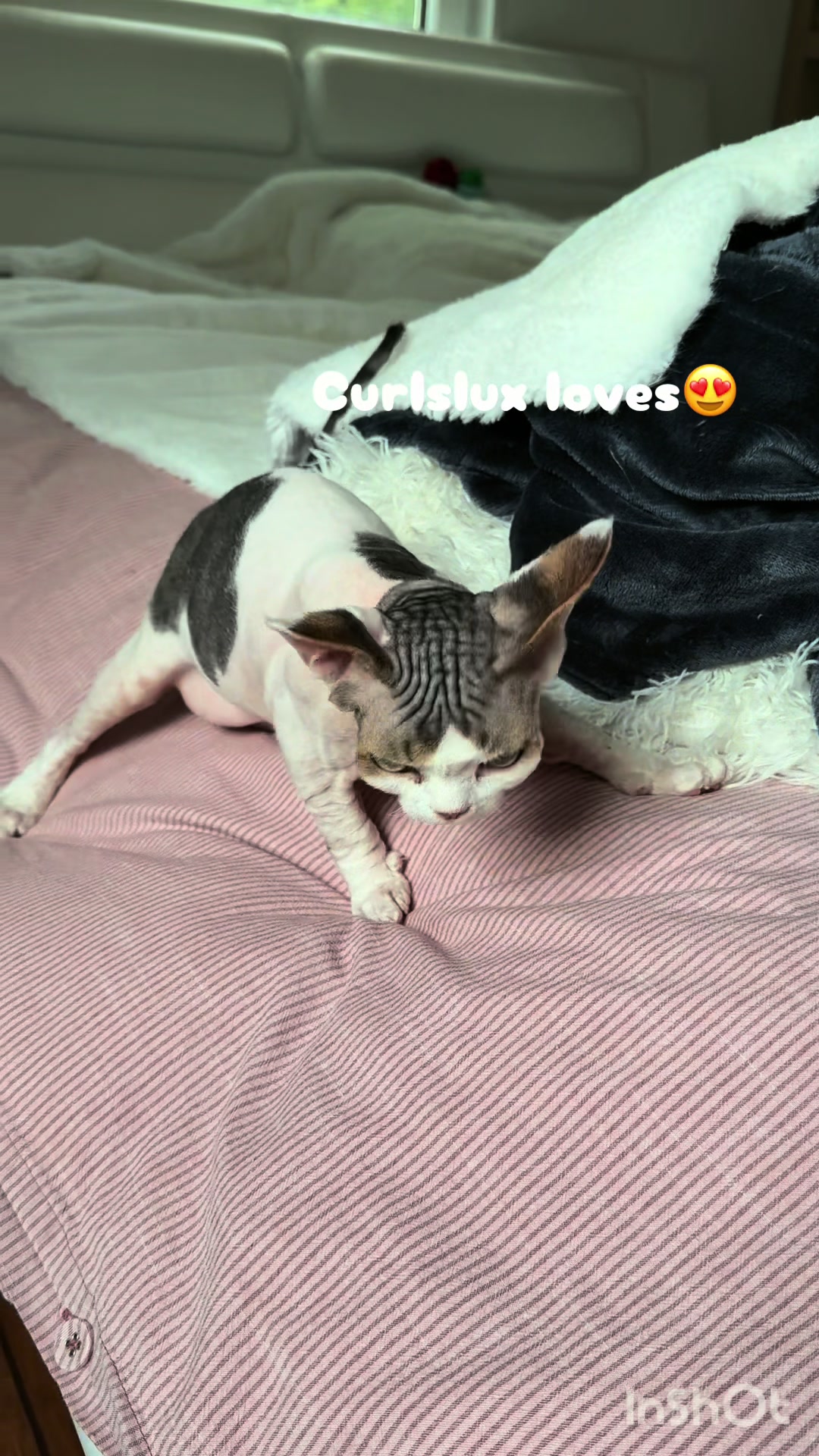@Curlslux cattery!!🇺🇸