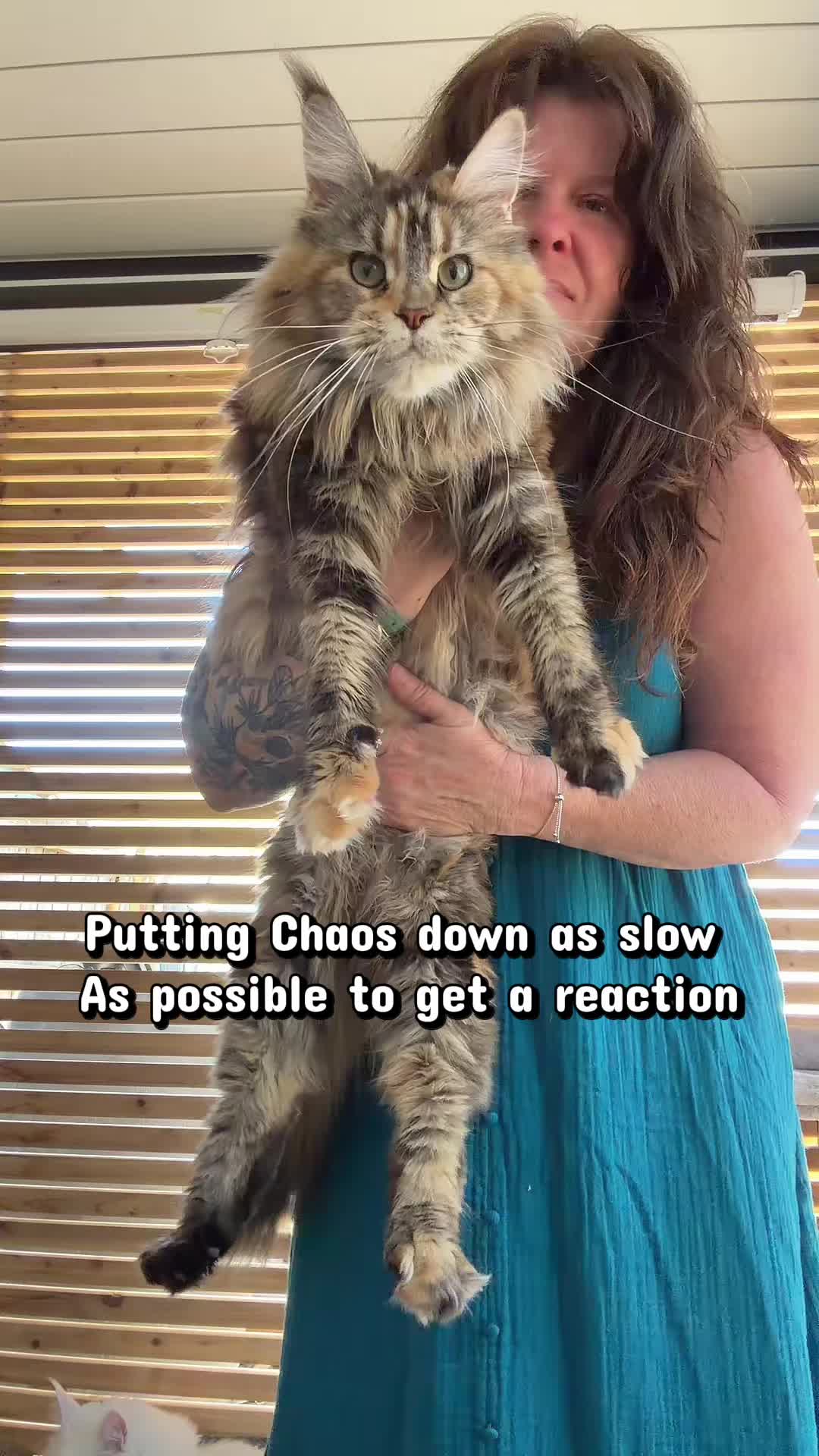 @Sassy Koonz Luxury MaineCoons