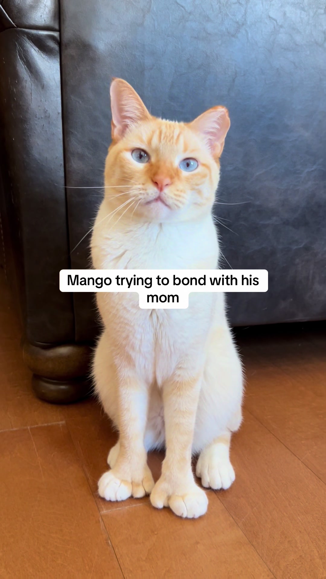 @mangosnickerskiwi