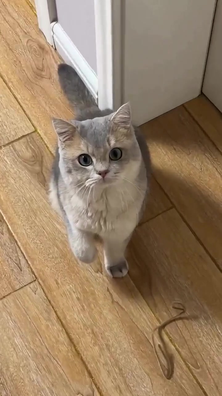 @gonzo_cats