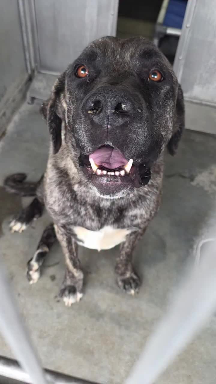 @Cane Corsos