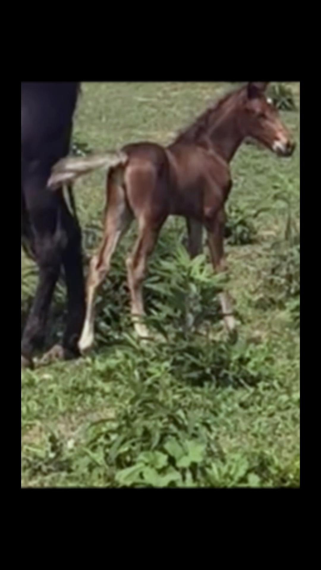 @Libby🐾❤️🐴