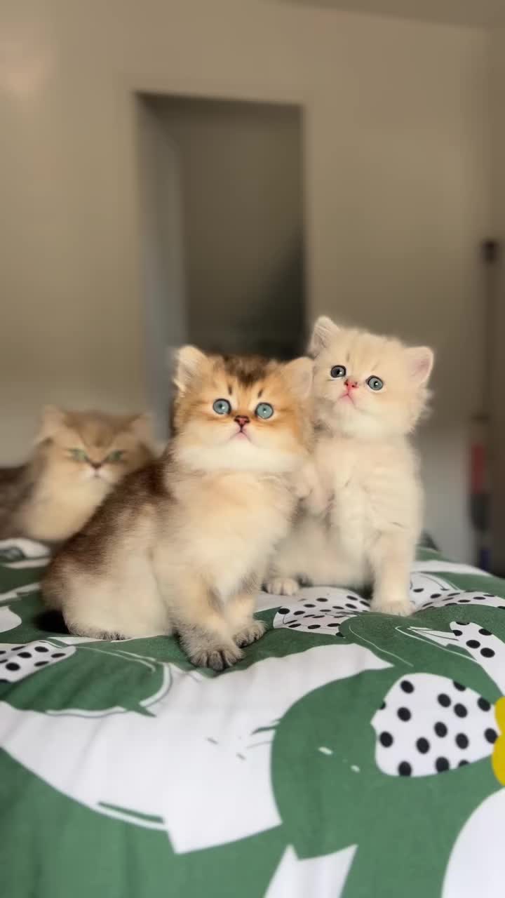 @Royal Mainecoon🇫🇷