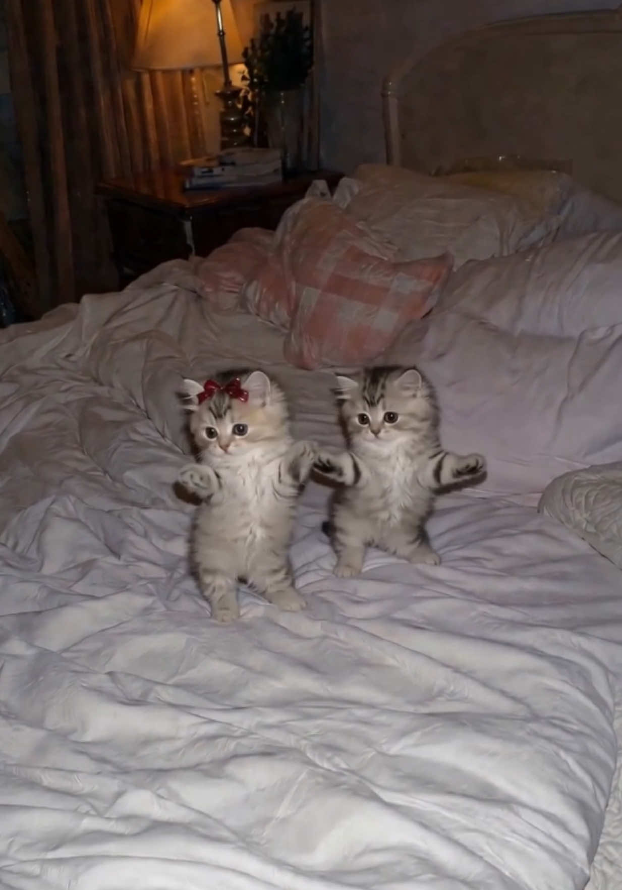 @Tiny Odd Pets