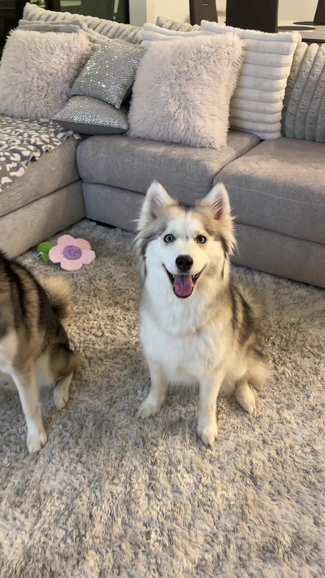 @lifewith2huskies