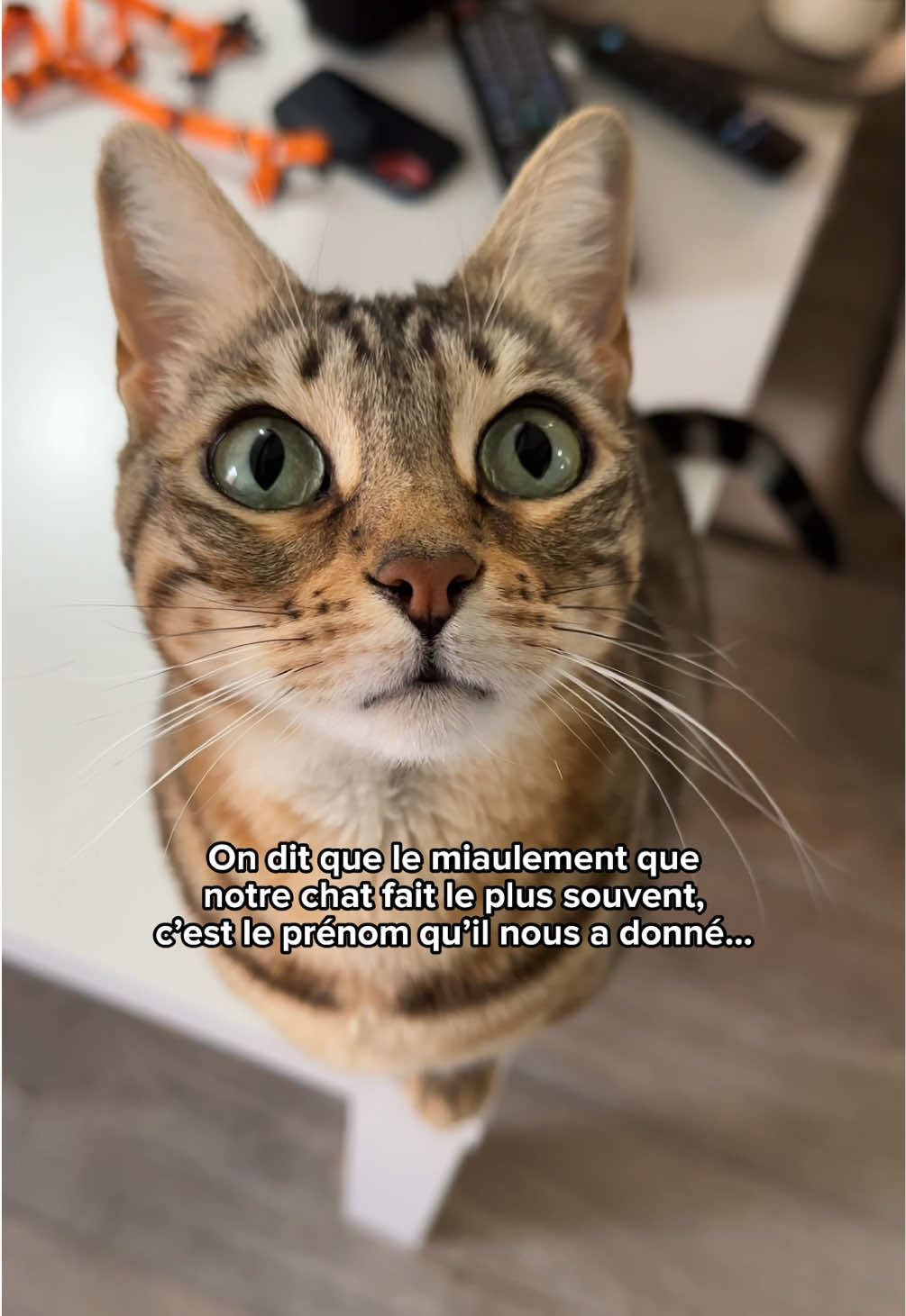 @Ricki the Bengal