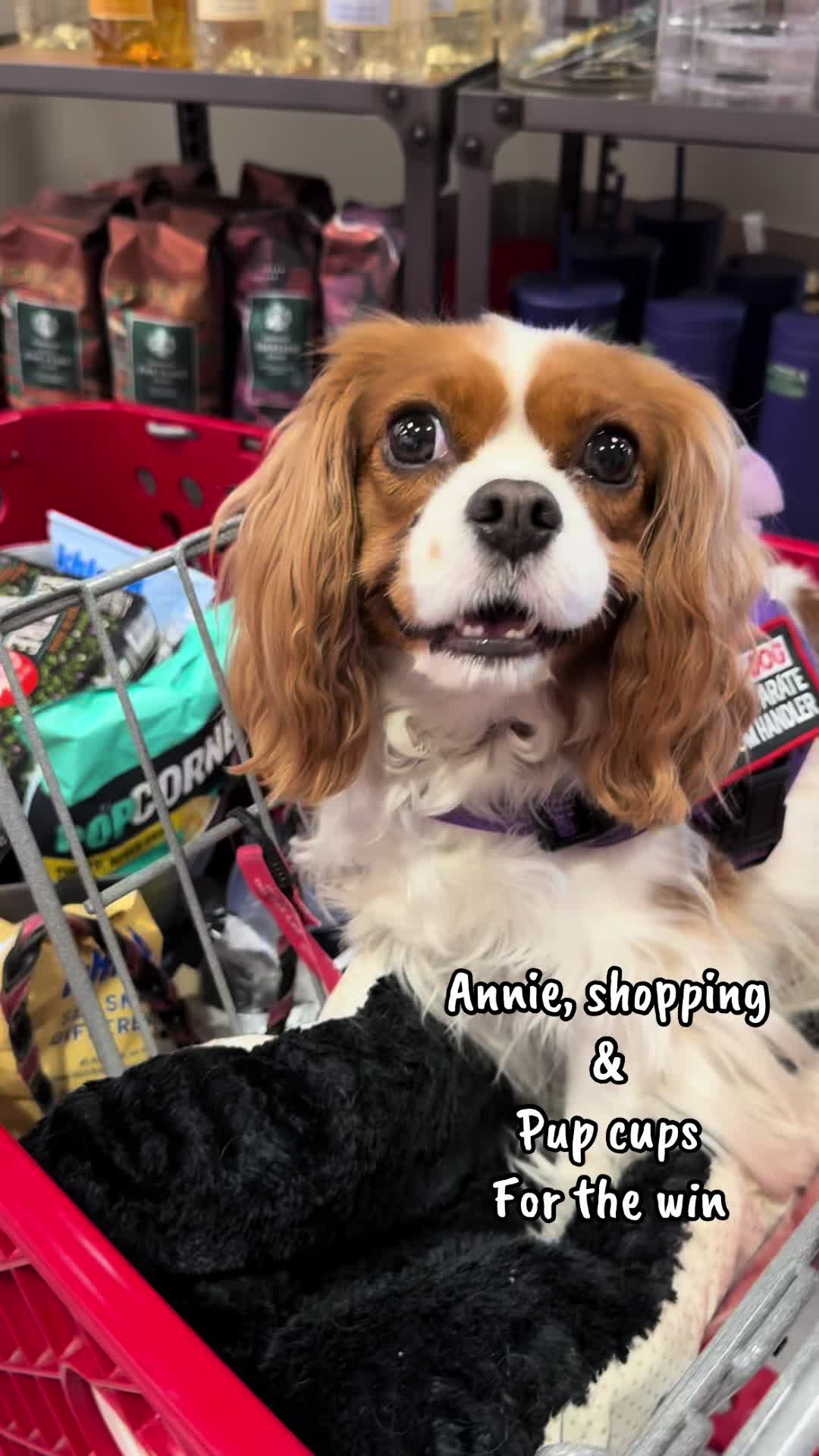 @annie_rae_the_cavalier