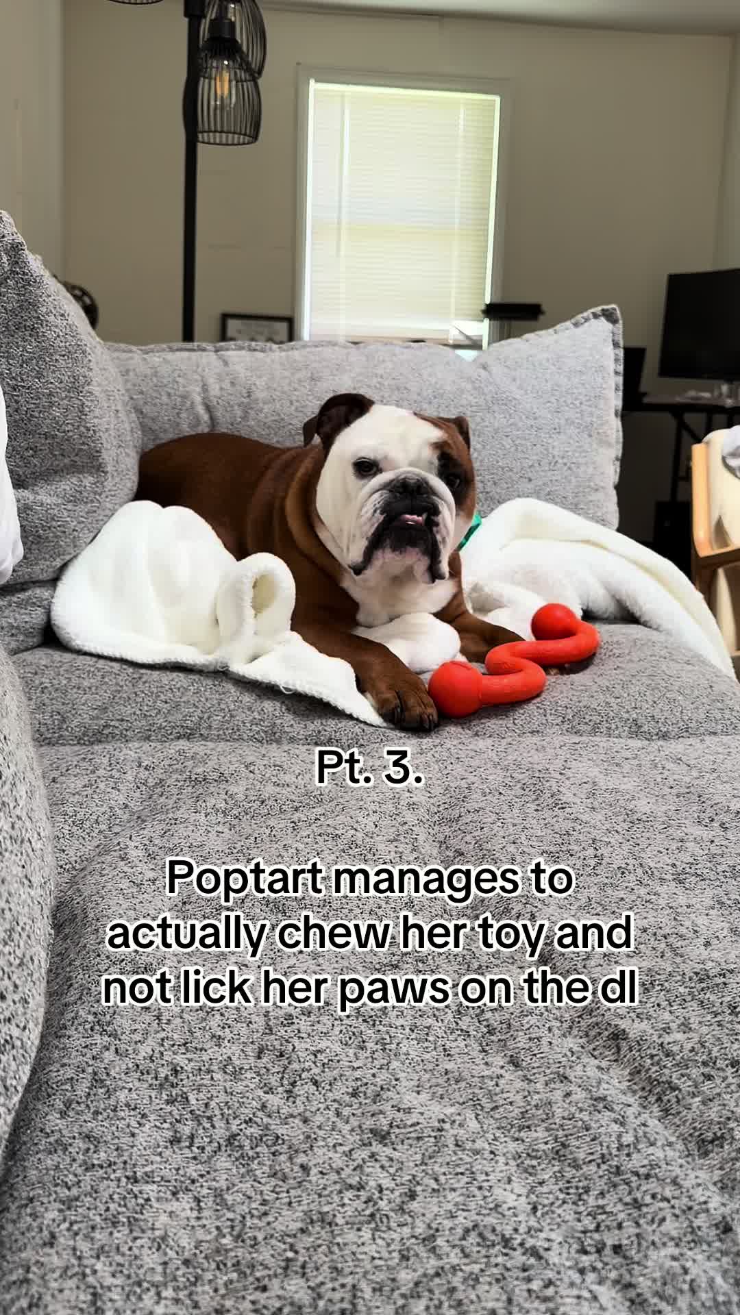 @Poptart The Bulldog