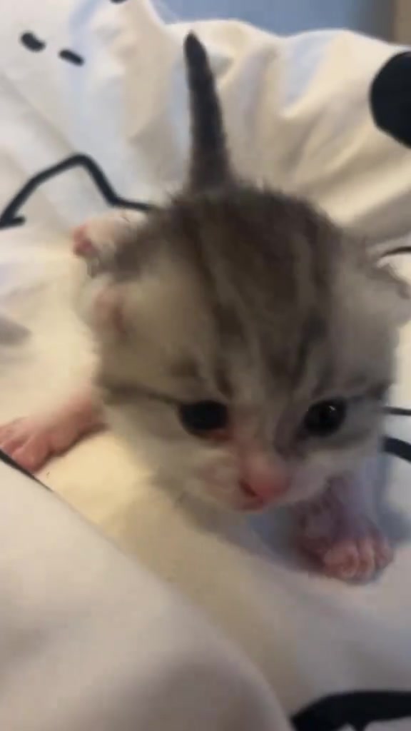 @catbosssss