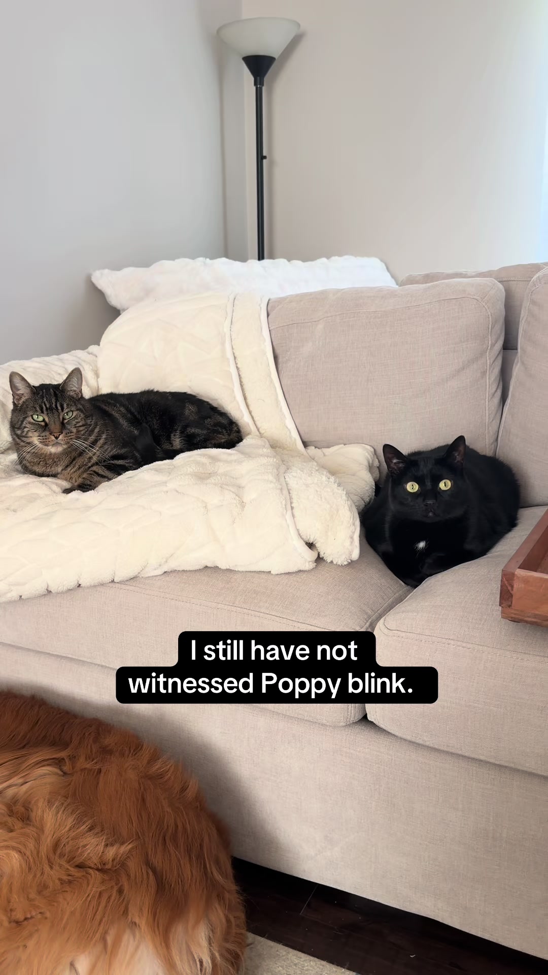@Milo The Chonk