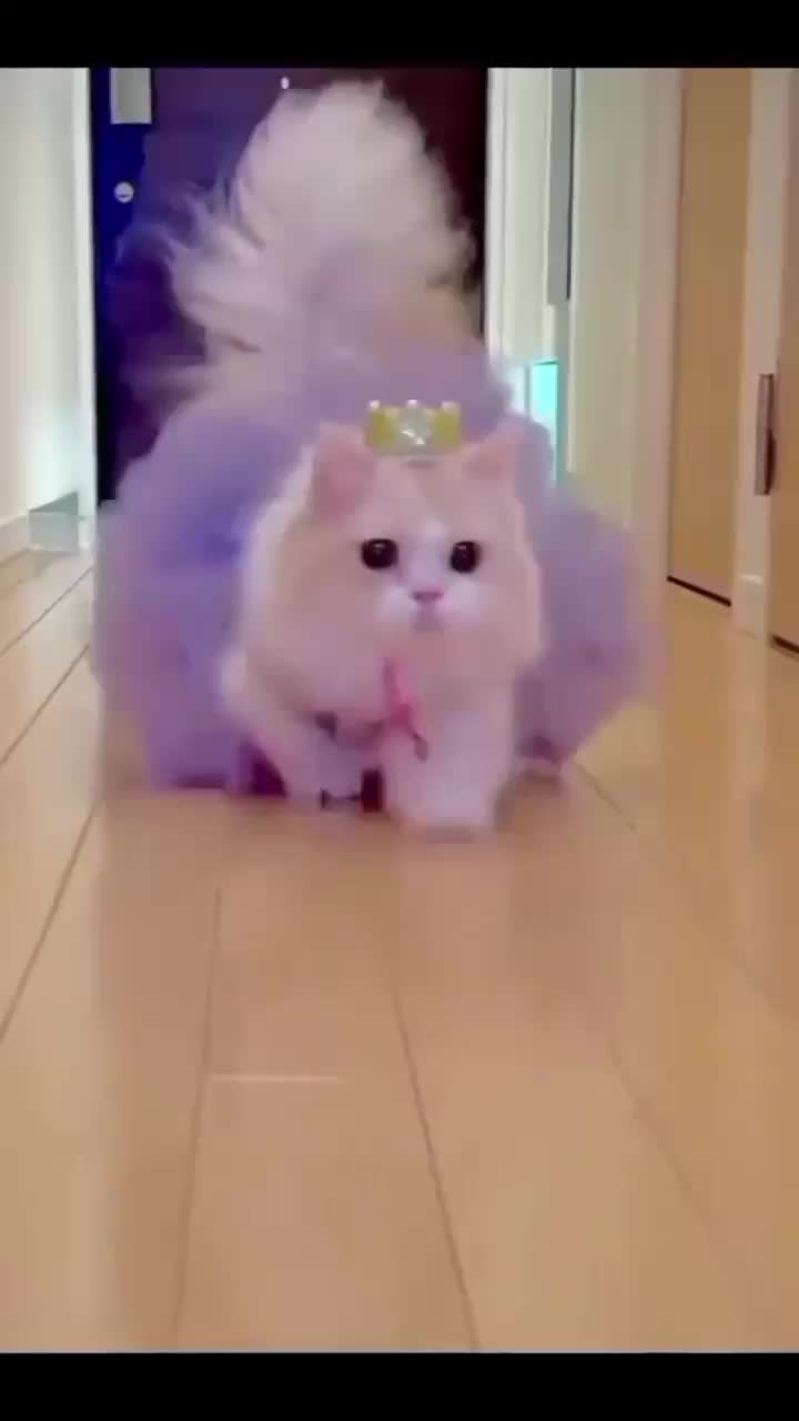 @𝑆𝑛𝑜𝑤~ ❤️✨