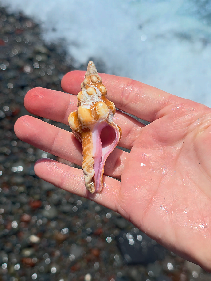 @Noe 🐚 Shells